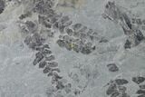 Fossil Flora (Neuropteris & Sphenophyllum) Plate - Kentucky #142423-2